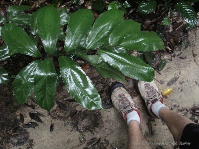 proper shoe to hiking in kota damansara community forest 